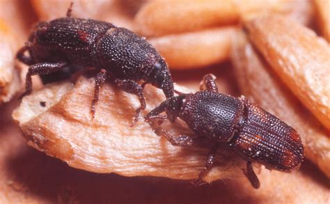 Granary Weevil Photograph by Harry Rogers - Fine Art America