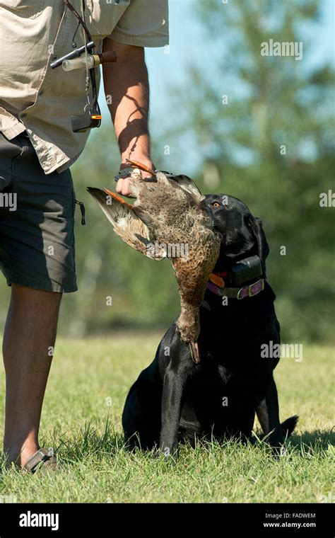 A Black Labrador Retriever out training Stock Photo - Alamy