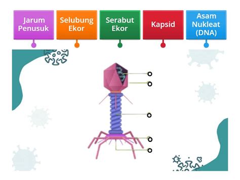 Struktur Virus Bakteriofage - Labelled diagram