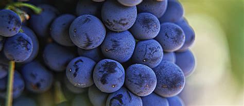 Report: California grape growers could lose $437 million in 2020 harvest