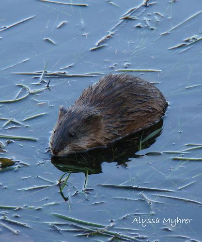 muskrat eating | muskrat eating sedges | Alyssa Myhrer | Flickr