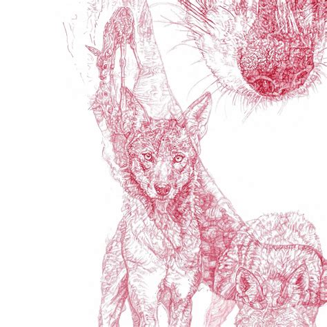 Red Wolf Sketch at PaintingValley.com | Explore collection of Red Wolf ...