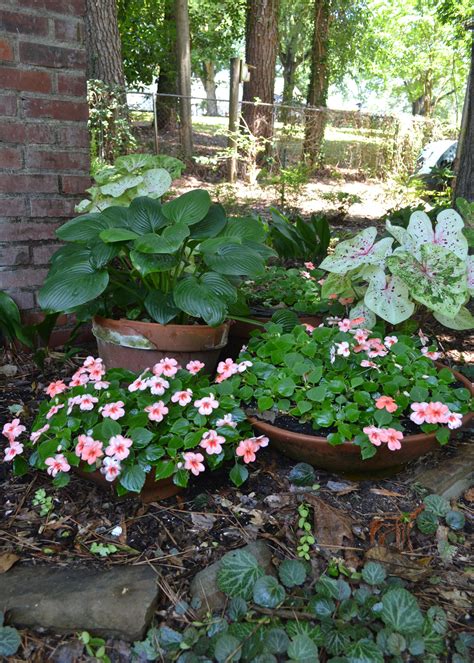 Hostas, hydrangeas, ferns thrive in shade - The Oxford Eagle | The ...