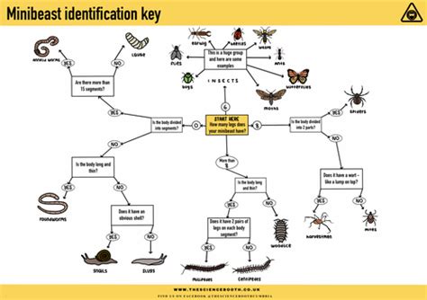 Minibeast Identification Key | Teaching Resources