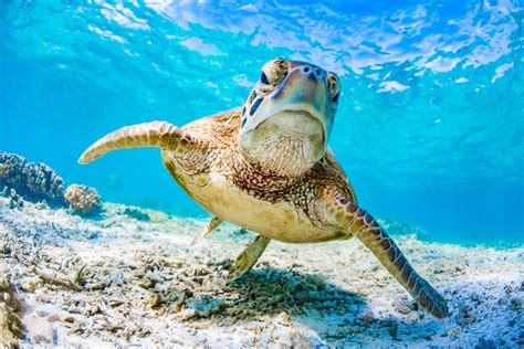 Under the sea: 50 breathtaking images from our oceans | Live Science