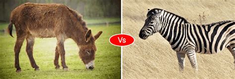 Zebra vs Horse vs Donkey difference and fight comparison