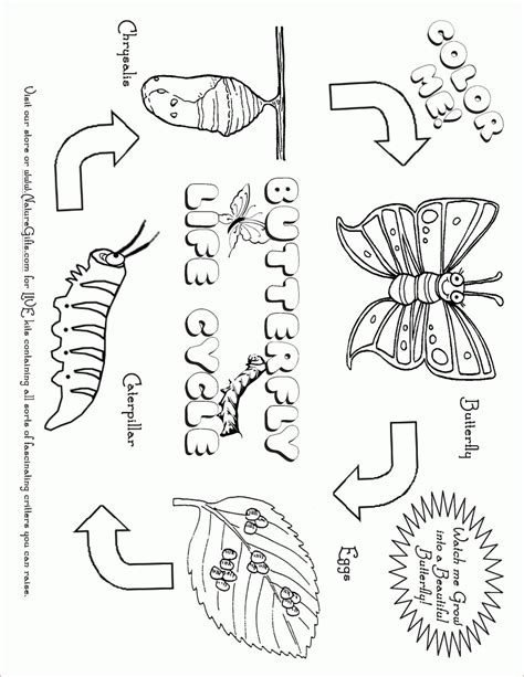 Caterpillar Life Cycle Worksheet