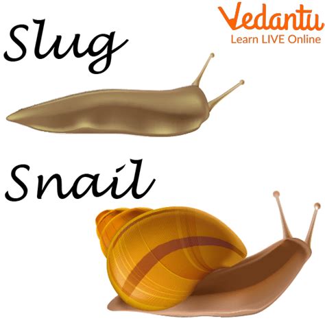 Difference Between Snail and Slug - Learn Important Terms and Concepts