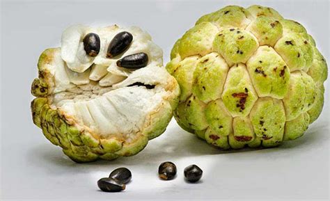 annona squamosa seeds by Herbs Village from Delhi Delhi | ID - 4611900