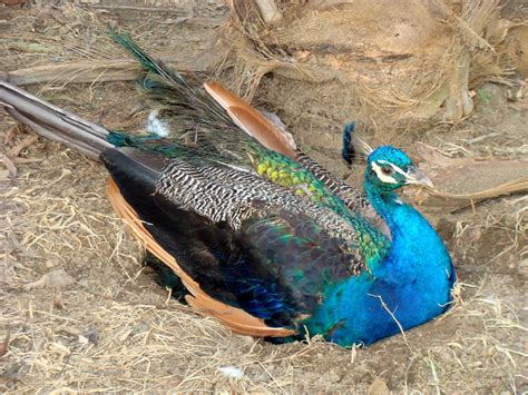 Male peacock in the nest by boanergesjr on DeviantArt