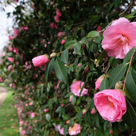 Flowers Blooming in Buckingham Palace Gardens: Photos