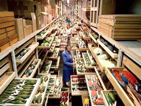 A View Inside Hidden Smithsonian's Archives Shows the Incredible ...