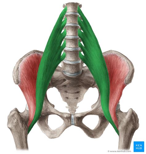 Iliopsoas muscle: Anatomy, function, supply, innervation | Kenhub