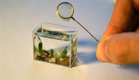 World's Smallest Aquarium « Fish :: WonderHowTo