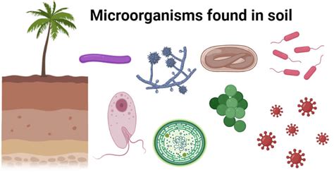 Microorganisms found in soil with effects and examples