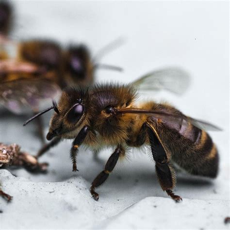 the British Black Bee project - Apis mellifera mellifera