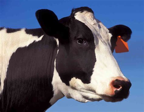 Curiosidades y fotos de animales: Vaca