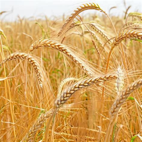 Premium Photo | Wheat harvest