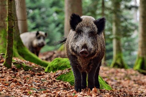 Wild pigs help promote tree diversity in rainforests • Earth.com