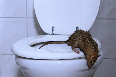 LOCAL NEWS: There's a rat in the toilet, what am I gonna do? - BH ...