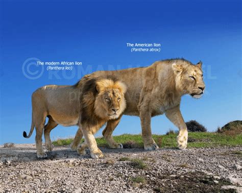 Size comparison between the modern lion (Panthera leo) and the American lion (Panthera atrox ...