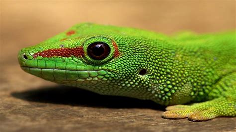 🔥 [43+] Lizard Wallpapers HD | WallpaperSafari