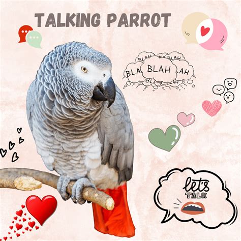 Talking parrot - Types of parrots that talk | Talking parrot price