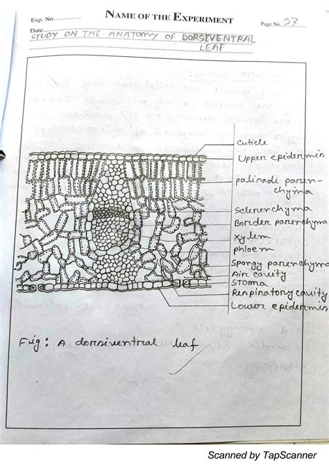 SOLUTION: Botany anatomy of dicot leaf - Studypool