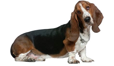 Basset Hound Weight Chart | Size & Growth Chart