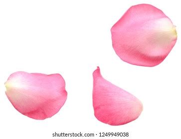 4 Petals Free Photos and Images | picjumbo