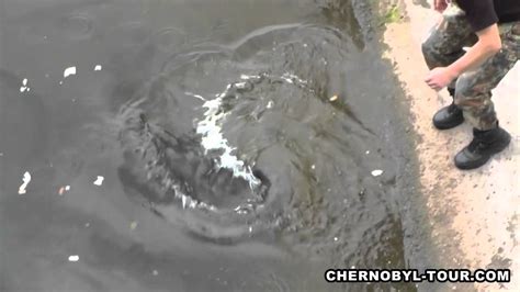 Chernobyl Mutations Fish in Pripyat River near Chernobyl Nuclear Power Plant - YouTube