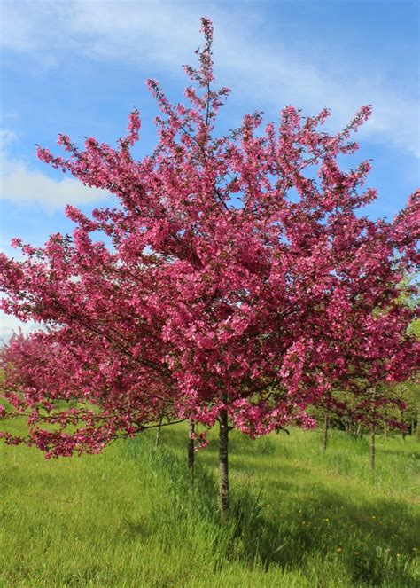 This Month's Feature Tree - Crabapple | Shade Tree Farm