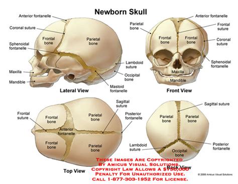 AMICUS Illustration of amicus,anatomy,baby,newborn,infant,skull,head,bones,sutures,fontanelles ...