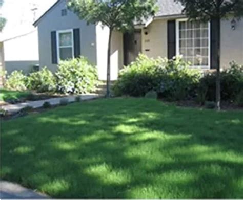 Drought-Tolerant Grasses for the Southwest