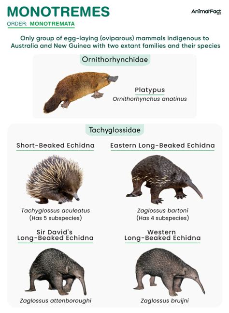 Monotreme - Definition, List, Examples, Characteristics, & Picture