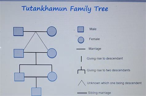 Solved Tutankhamun Family Tree DNA polymorphisms are now | Chegg.com