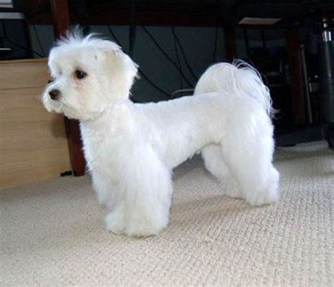 maltese haircuts styles pictures | maltese dogs facts maltese dogs ...