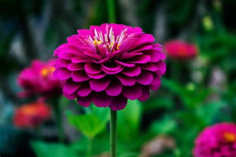 Zinnia (Zinnia) – A to Z Flowers