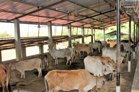 Cow Farming - Surabhivana Gaushala | Donate To Feed And Save Cows | Non Profit Charitable ...