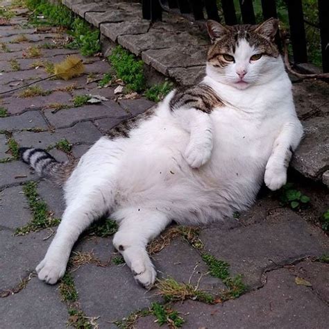 The Most Famous Istanbul Cat Was Honored With A Bronze Statue