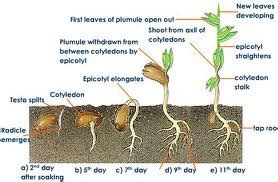 Marijuana Seeds Germination: Step-by-Step Procedure