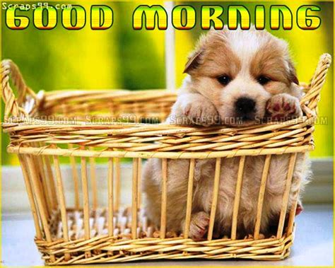 Cute Dog – Good Morning - Good Morning Wishes & Images