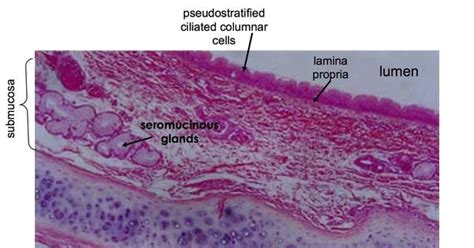 Thoracic Duct Histology