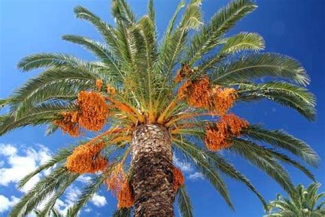 Date palm | plant | Britannica.com