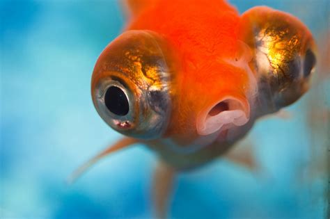 About Telescope Goldfish – “Oh, what big eyes you have…” – My Goldfish Is Alive!