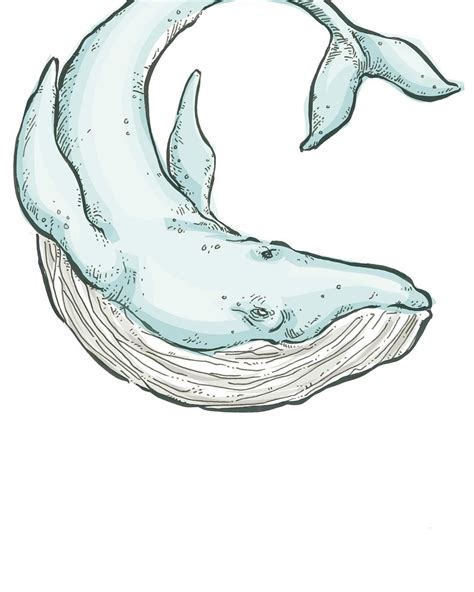 suPmön | Whale drawing, Whale art, Whale illustration