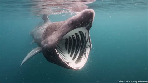 Interesting facts about basking sharks – Just Fun Facts