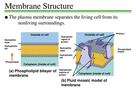 PPT - Membrane Structure PowerPoint Presentation, free download - ID:2479198