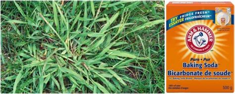 [SOLVED!] How to Kill Crabgrass Using Baking Soda (Steps & Side Effects) | CrabgrassLawn