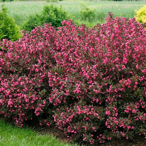 Weigela | Plant Profile | Sylvan Gardens Landscape Contractors